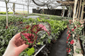 Begonia Macarena Starter Plants (2) – Bare Root