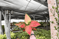 Aglaonema Geely Red Live Plants — 2x 4-Inch Pots (Exact Plants)