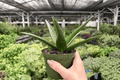 Aloe Black Gem - 2 Exact Live Plants, 4-Inch Pot Size (Bare Root)