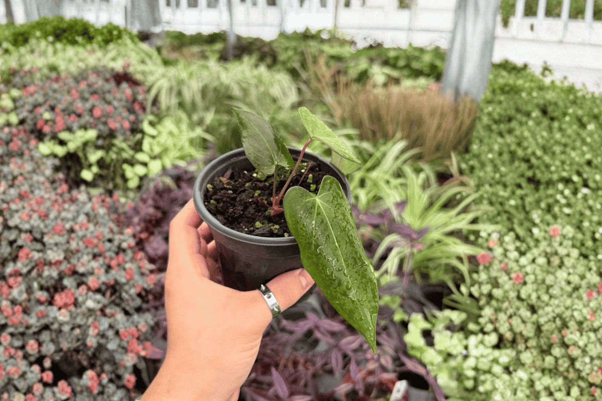 Anthurium Goliath x Dark Mama – 2 Live 4-Inch Potted Plants