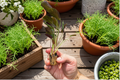 Ctenanthe burle-marxii 'Amagris' Live Starter Plants (2) – Bare Root with Soil Pod