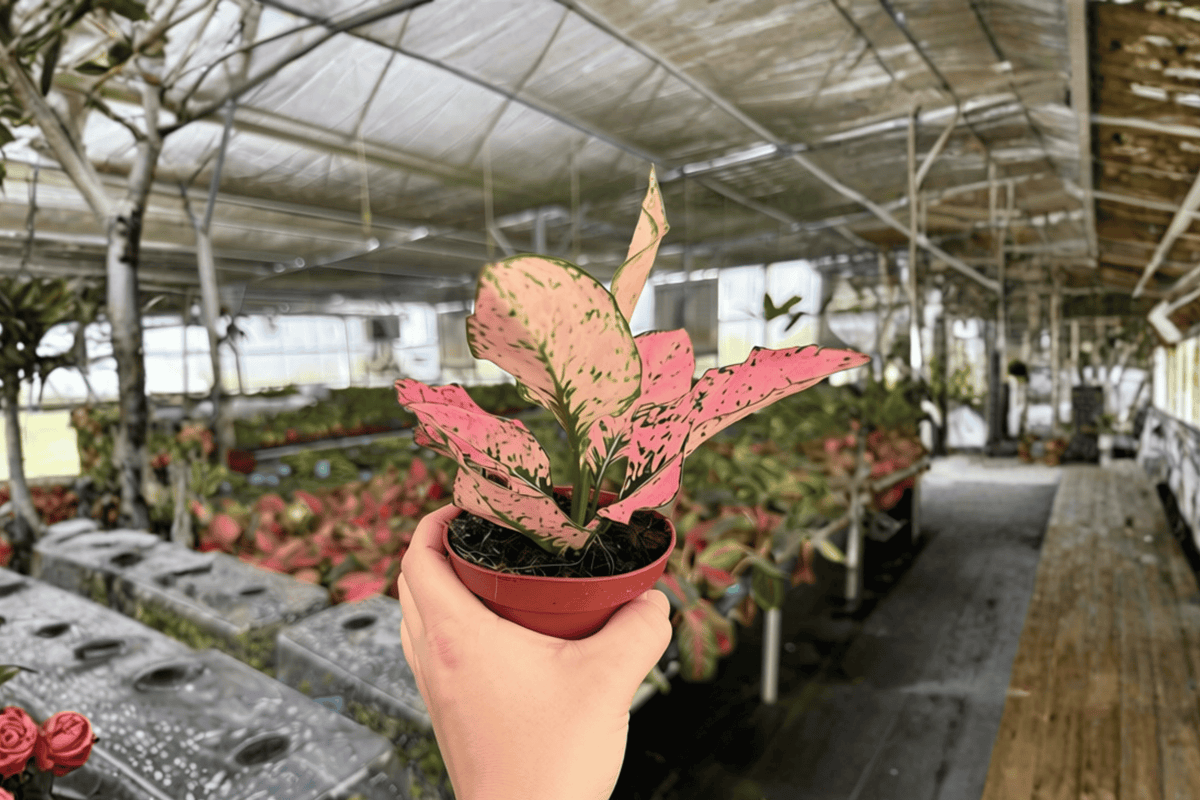 Aglaonema Light Pink Triphet - 2 Live Plants in 4-Inch Pot (Unconfirmed Pot Status)