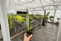 Sansevieria Superba (Dracaena trifasciata) - 2 Live Plants in 4-Inch Pots