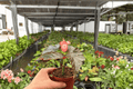 Begonia Harmony’s Dark Horse - 2 Bare Root Live Plants in 4-Inch Pot Size