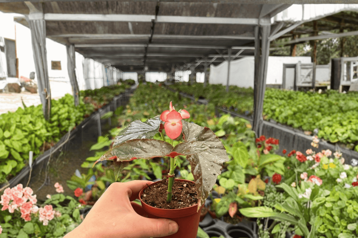 Begonia Harmony’s Dark Horse - 2 Bare Root Live Plants in 4-Inch Pot Size
