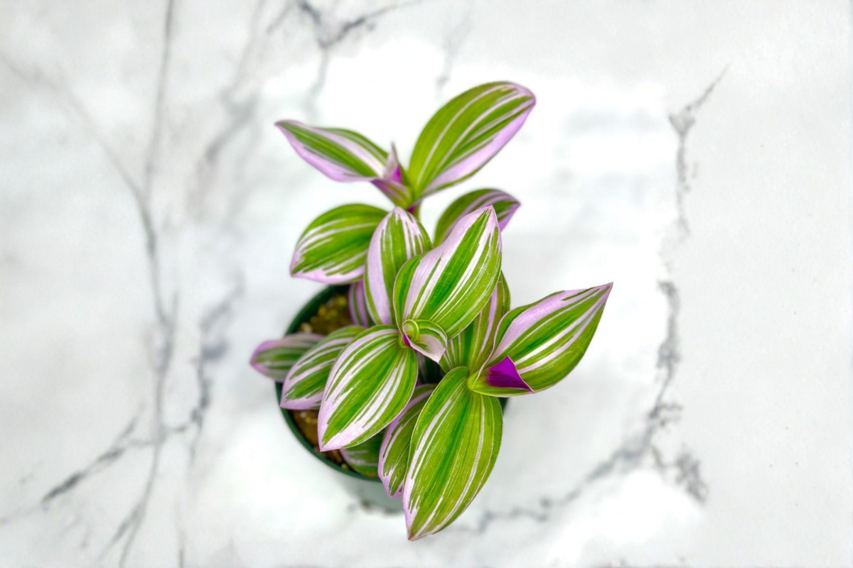 Tradescantia Nanouk (Bubblegum Plant) Live 3-Inch Pot