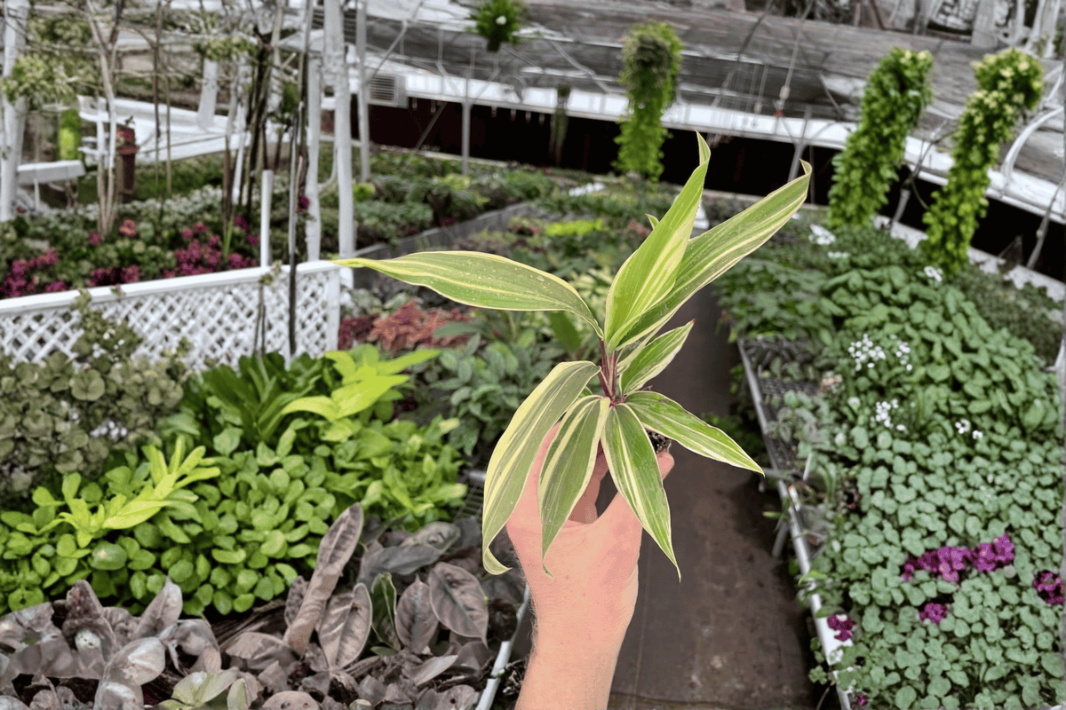 Cordyline 'Chocolate Queen' Starter Plants - 2 Bare Root Cordyline