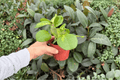 Hoya obovata Variegata - 2 Live Plants in 4" Pots (Exact Plants)