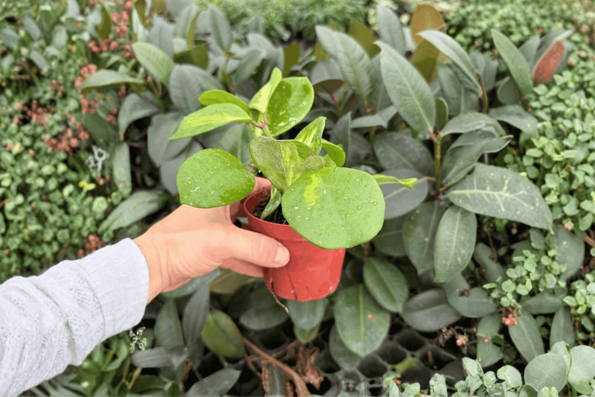 Hoya obovata Variegata - 2 Live Plants in 4" Pots (Exact Plants)