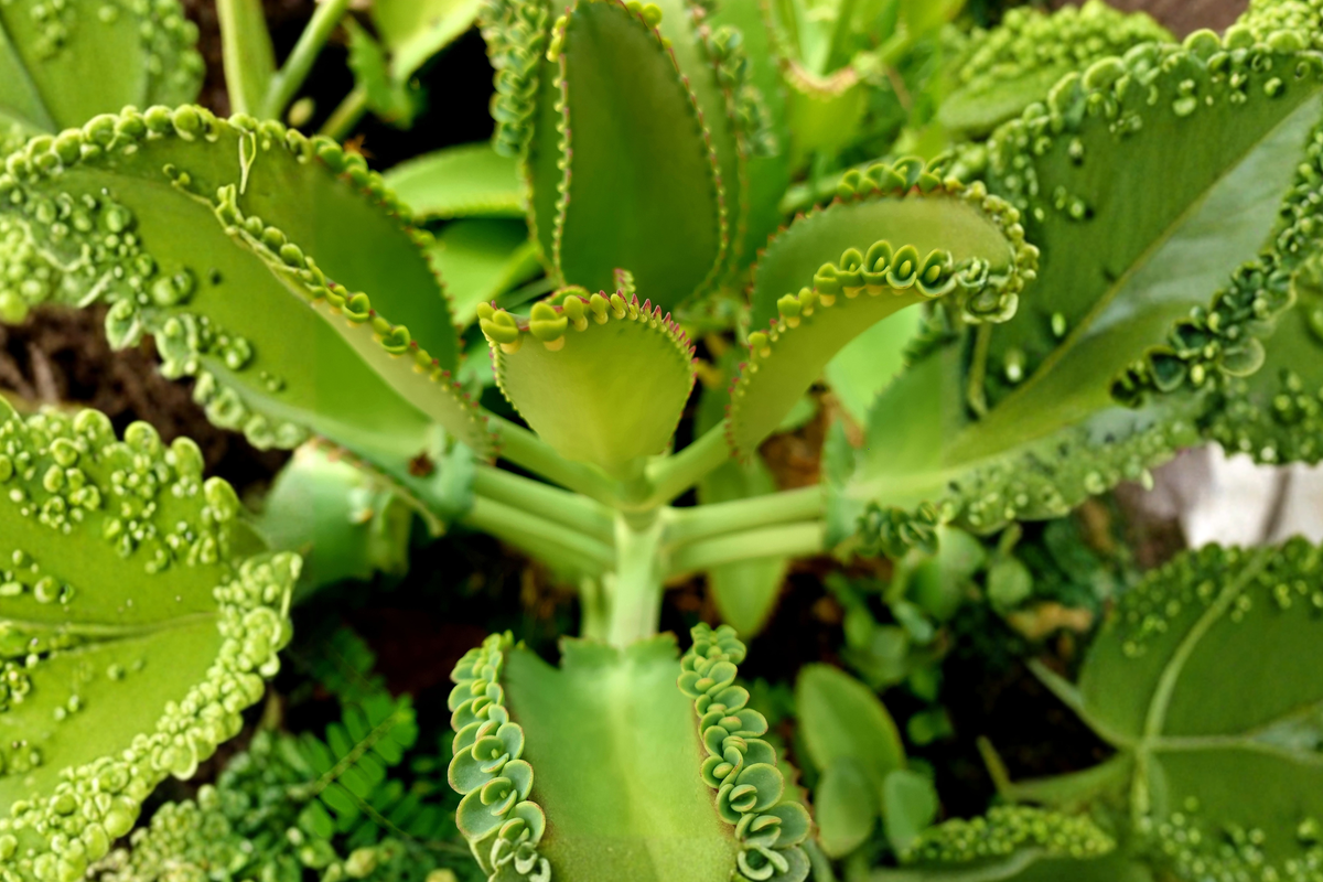 Mother of Thousands Kalanchoe daigremontiana Live Plant - 3 Inches Tall