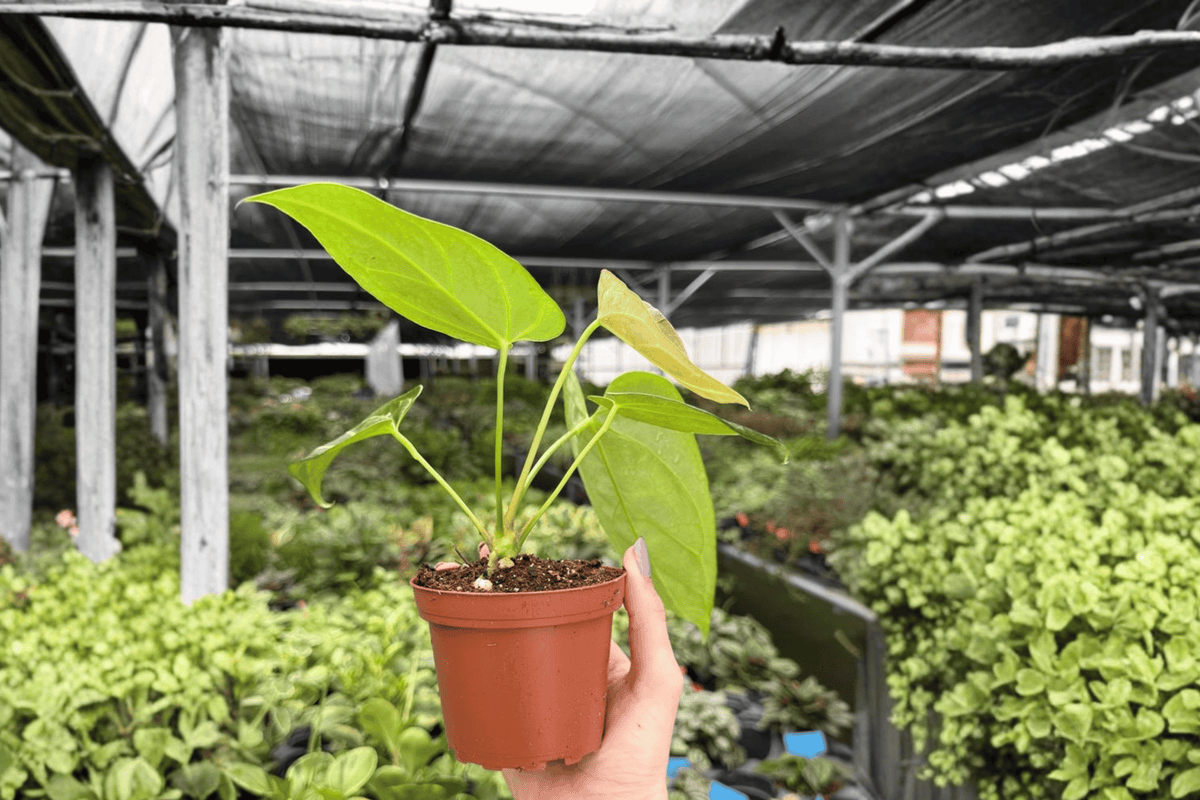 Anthurium Crystal x Papi Golden Specific Live Plant - 4-Inch Pot