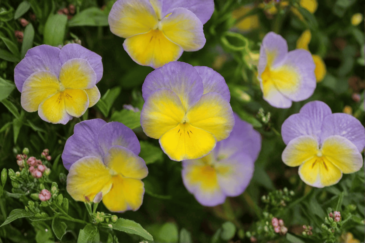 Halo Lemon Frost Horned Violet Viola cornuta - 4-Inch Live Pot Plant