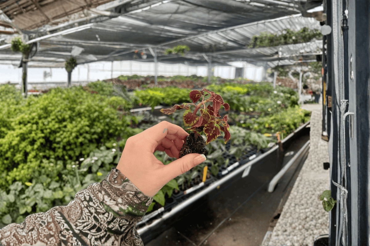 Coleus Saturn Starter Plants (2) Bare Root - 'Saturn' Coleus