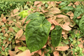 Anthurium Papi x Hulk - 2 Live Plants in 4-Inch Pot (Exact Listing)