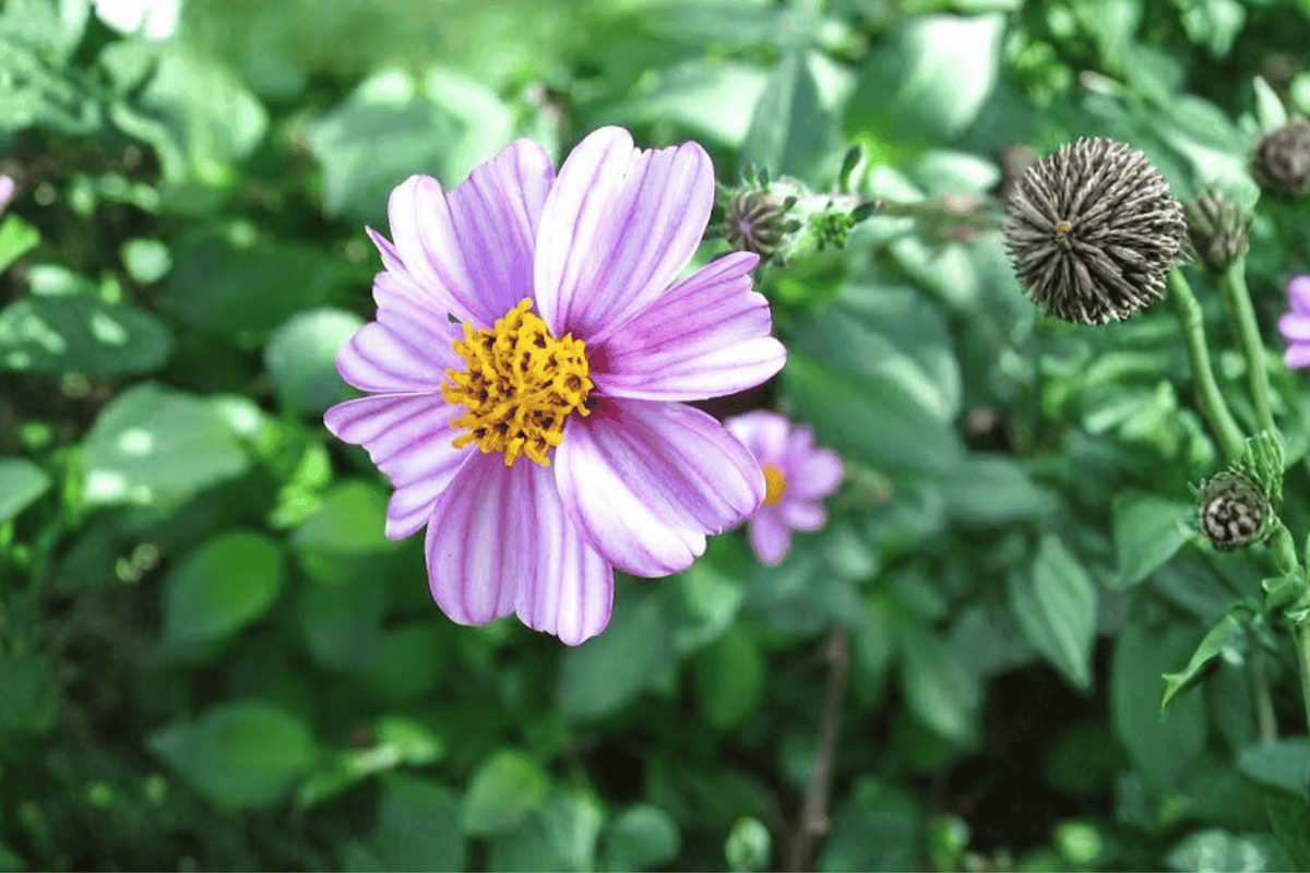 Bidens ferulifolia ‘Pretty in Pink’ Beggarticks – 4-Inch Live Plant