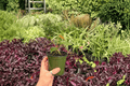 Anthurium Papillilaminum × Dressleri - 2 Live 4" Hybrid Plants