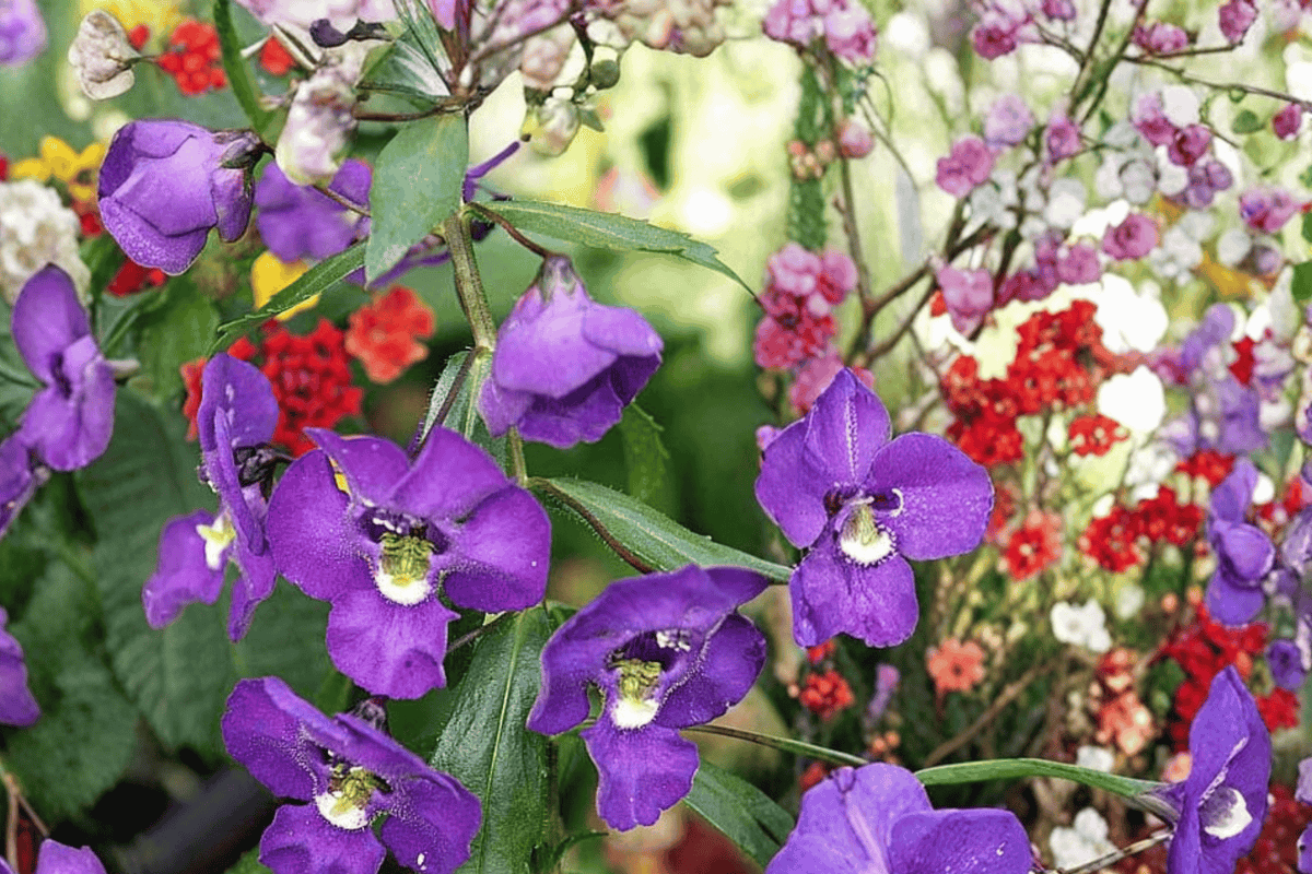 Alonia Big Indigo Summer Snapdragon Angelonia angustifolia 4" Pot – Live Plant