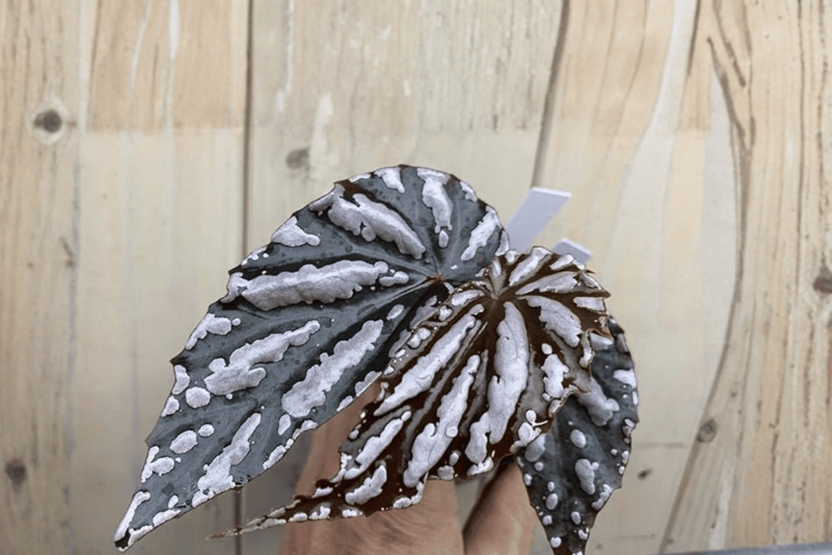 Begonia sp. 'Lampung Sumatera' Tissue Culture Plants - 2 Bare Root Starter Plants