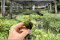 Seed-Grown Anthurium Crystallinum x Magnificum Starter Plants (2) - Plugs