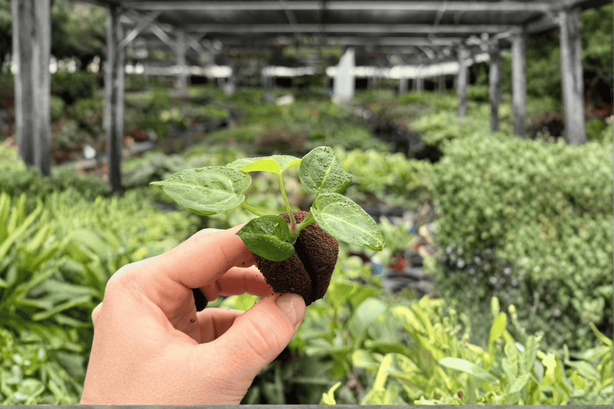 Seed-Grown Anthurium Crystallinum x Magnificum Starter Plants (2) - Plugs