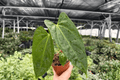 Anthurium Hoffmannii × Red Gunsal Live Plants, 4-Inch Pots (2-Pack)