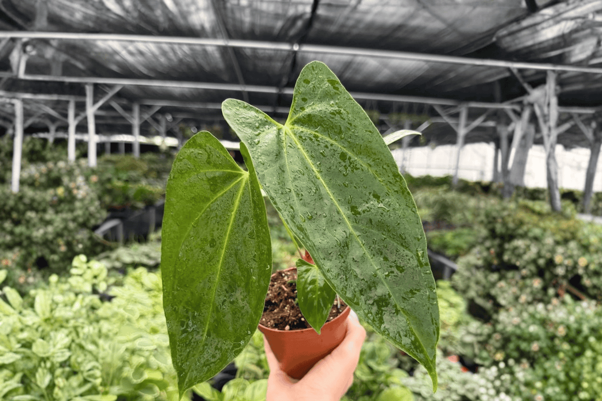Anthurium Hoffmannii × Red Gunsal Live Plants, 4-Inch Pots (2-Pack)