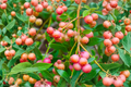 Pink Lemonade Blueberry Seeds - 30 Seeds | Dwarf Berry for Indoor/Outdoor Containers