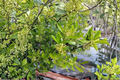 Yerba Mate Live Starter Plant – 5 Inches+ Ilex paraguariensis