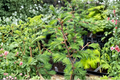 Hamlet’s Broom Dawn Redwood Live Plant - 8” 1-Year Graft
