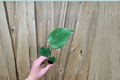 Monstera Deliciosa Starter Plants (Swiss Cheese Plant) – 2 Bare Root Starter Plants