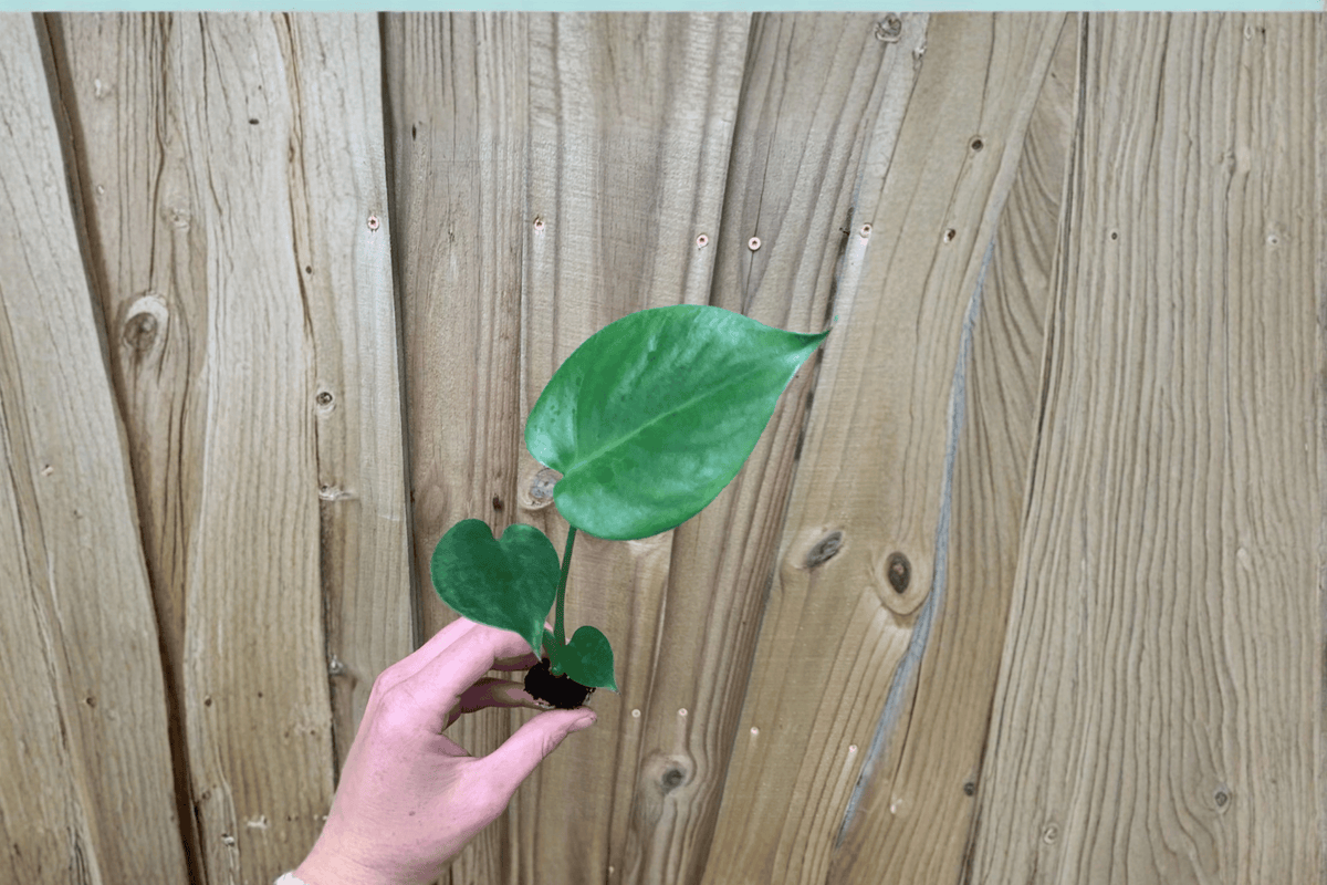 Monstera Deliciosa Starter Plants (Swiss Cheese Plant) – 2 Bare Root Starter Plants