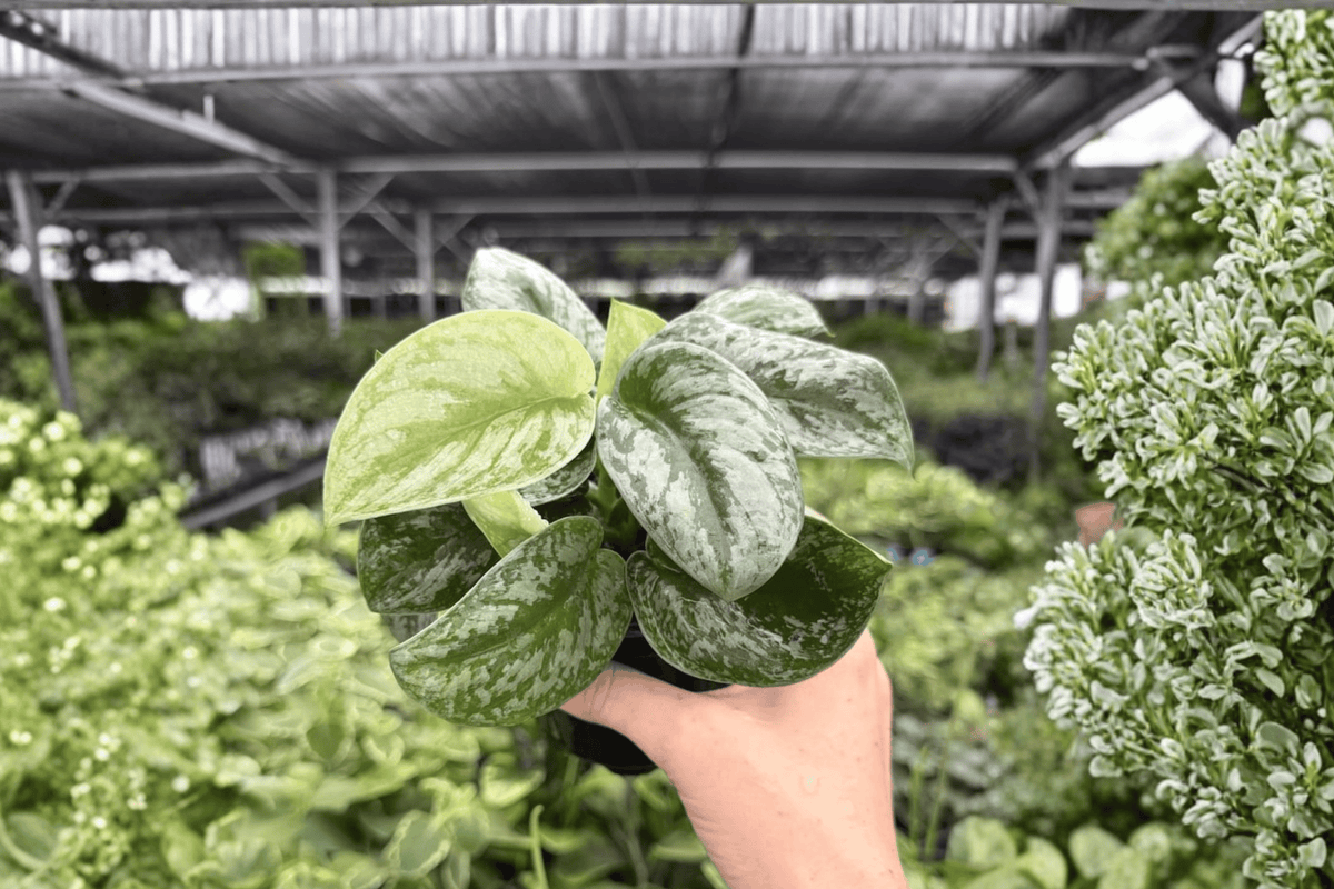Scindapsus Silver Satin (2 Live Plants) 4" Pot – Tropical Foliage