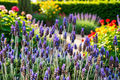 English Lavender Starter Plants (4) Lavandula angustifolia | Fragrant Perennial