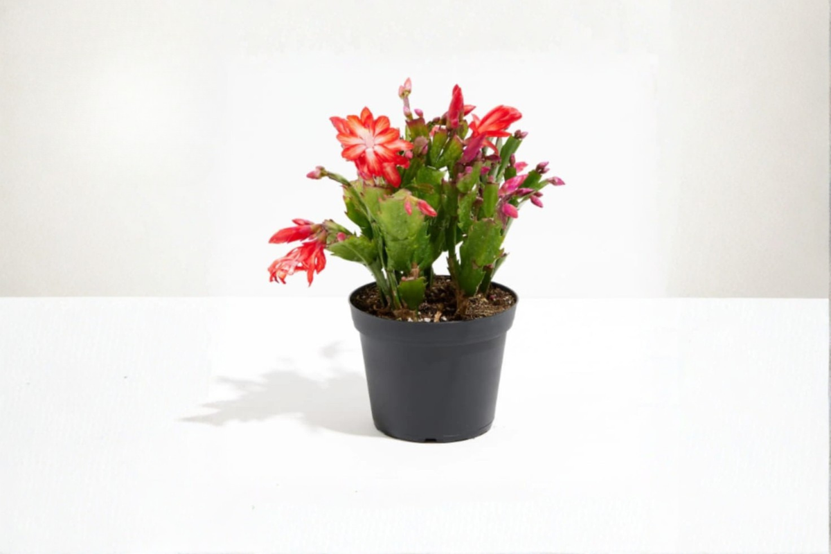 Christmas Cactus Live Plant 4-Inch Pot | Schlumbergera Holiday Cactus with Bloom Buds