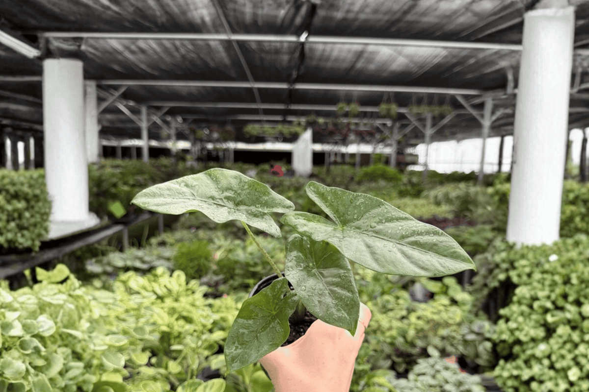 Alocasia Corazon Live Plants - 2 in 4-Inch Pots (Exact Plants) - Houseplant