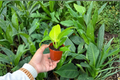 Philodendron Moonlight (Moonlight) Starter Plants – 2-Pack, Bare Root