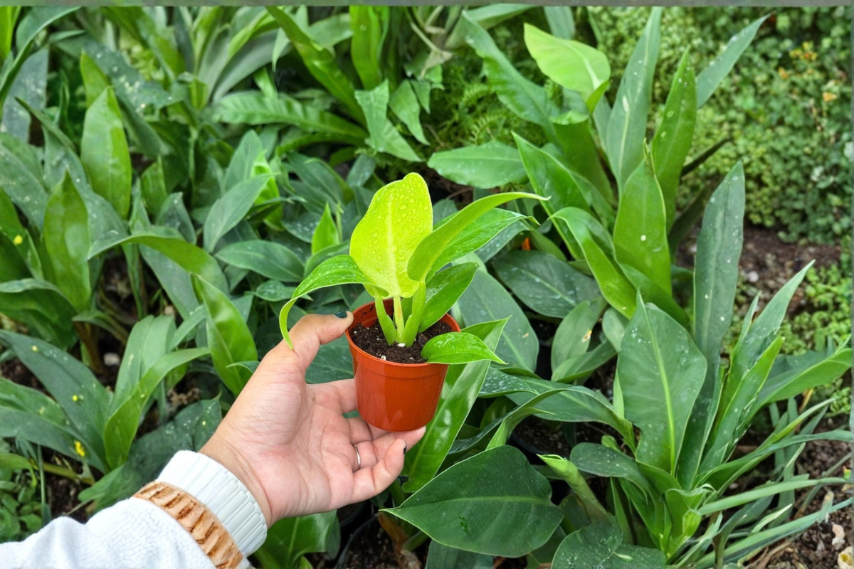 Philodendron Moonlight (Moonlight) Starter Plants – 2-Pack, Bare Root