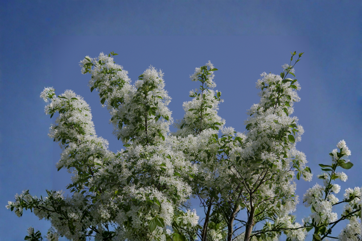 White Fringe Tree (Chionanthus virginicus) Starter Plant — 6–12" in 1-Qt Pot