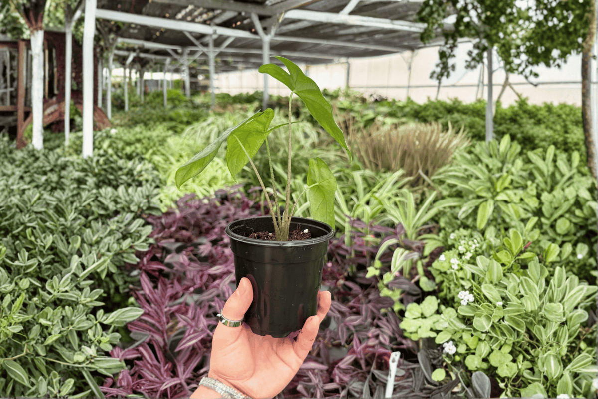 Alocasia Corazon - 2 Live Plants, 4-Inch Pots - Exact Plants Pictured