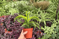 Dracaena Lemon Lime Surprise - 2 Live Plants (Exact Specimens) 4" Pot
