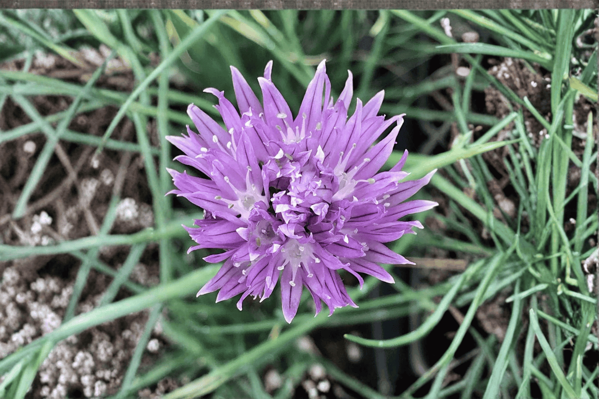 Chives Allium schoenoprasum - 1 Live Plant in 4-Inch Pot