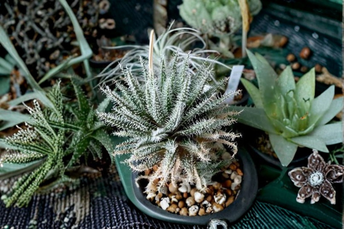 Aloe haworthioides Live Succulent in 4-Inch Pot