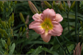 Prague Spring Daylily Live Plant (Hemerocallis cultivar) – Pinched Petals
