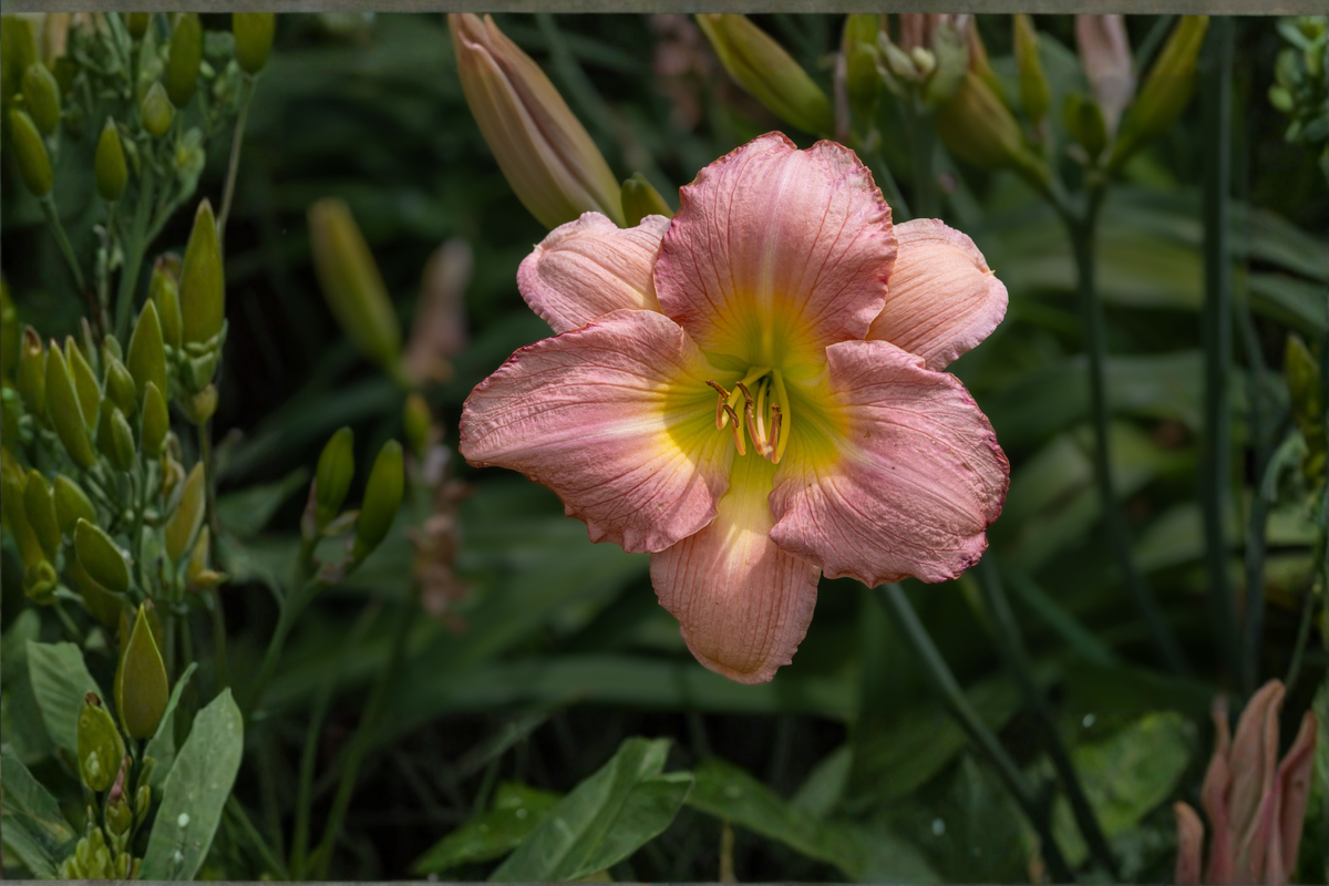Prague Spring Daylily Live Plant (Hemerocallis cultivar) – Pinched Petals