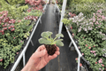 RS Ariel African Violet Starter Plants (2) - 2-Inch Nursery Pot, Bare Root Potential
