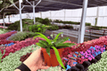 Hoya Minibelle Live Plant Pair - 2 Plants in 4-Inch Pots