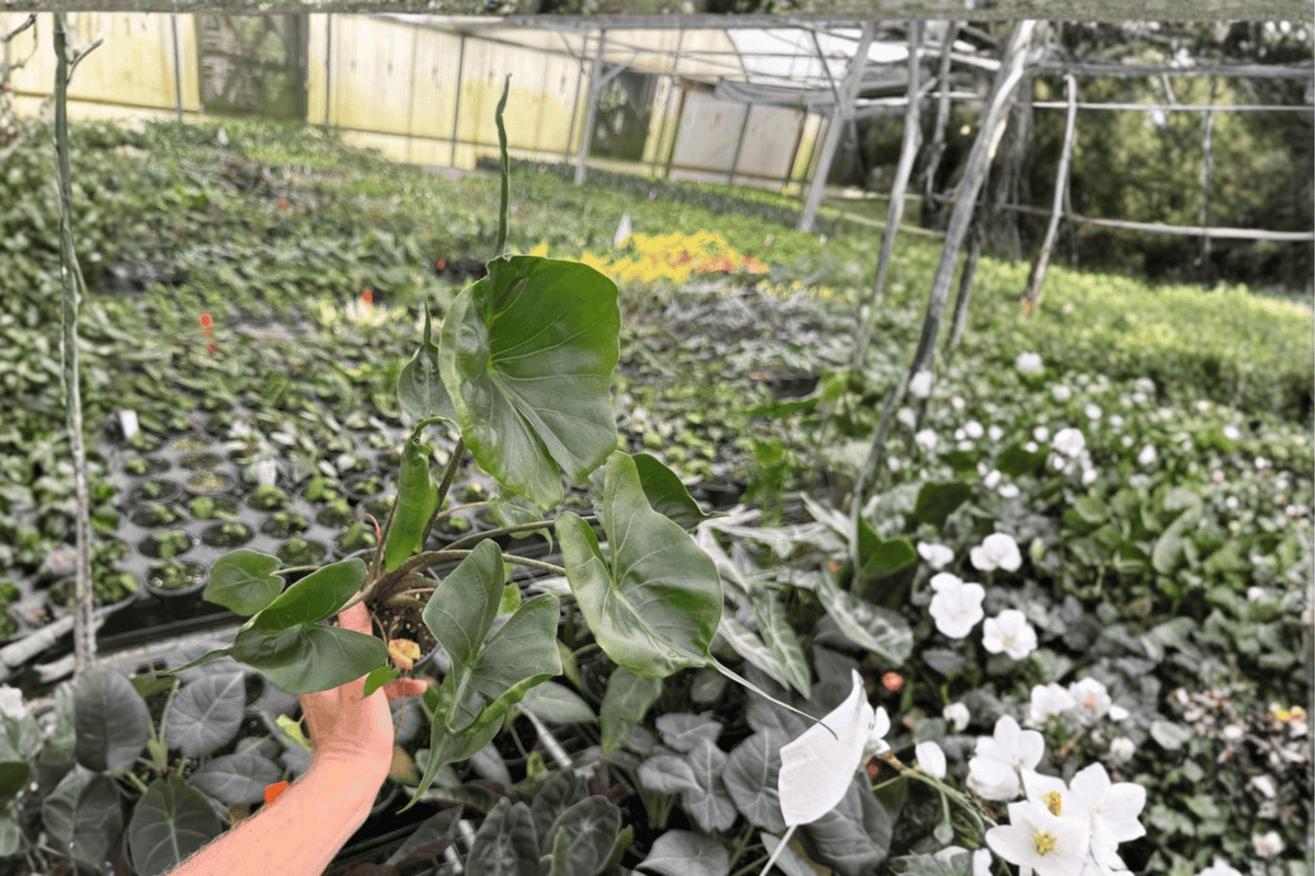 Alocasia Stingray Live Plant - 2 Bare Root Plants | Alocasia macrorrhizos 'Stingray'