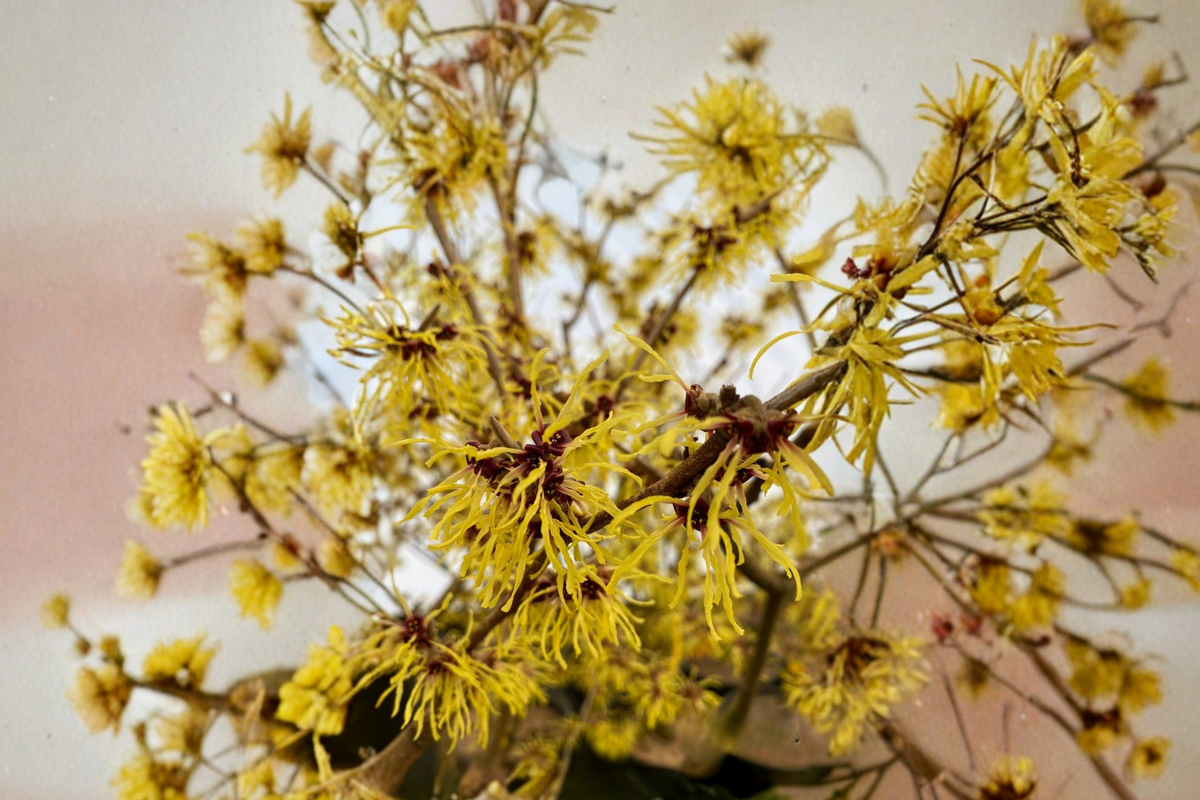 Witch Hazel Swallow Hayes Bare Root Plant 12" Hamamelis × intermedia Yellow Winter Bloom