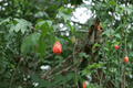 Cristina Flowering Maple Abutilon × hybridum ‘Cristina’ – 1 Gal Live Plant