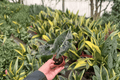 Alocasia Dragon’s Tooth Longiloba 'Dragon’s Tooth' – 2 Live Starter Plants (Bare Root, 2-Inch Pot Size)
